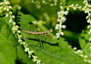 What’s blooming at WVBG